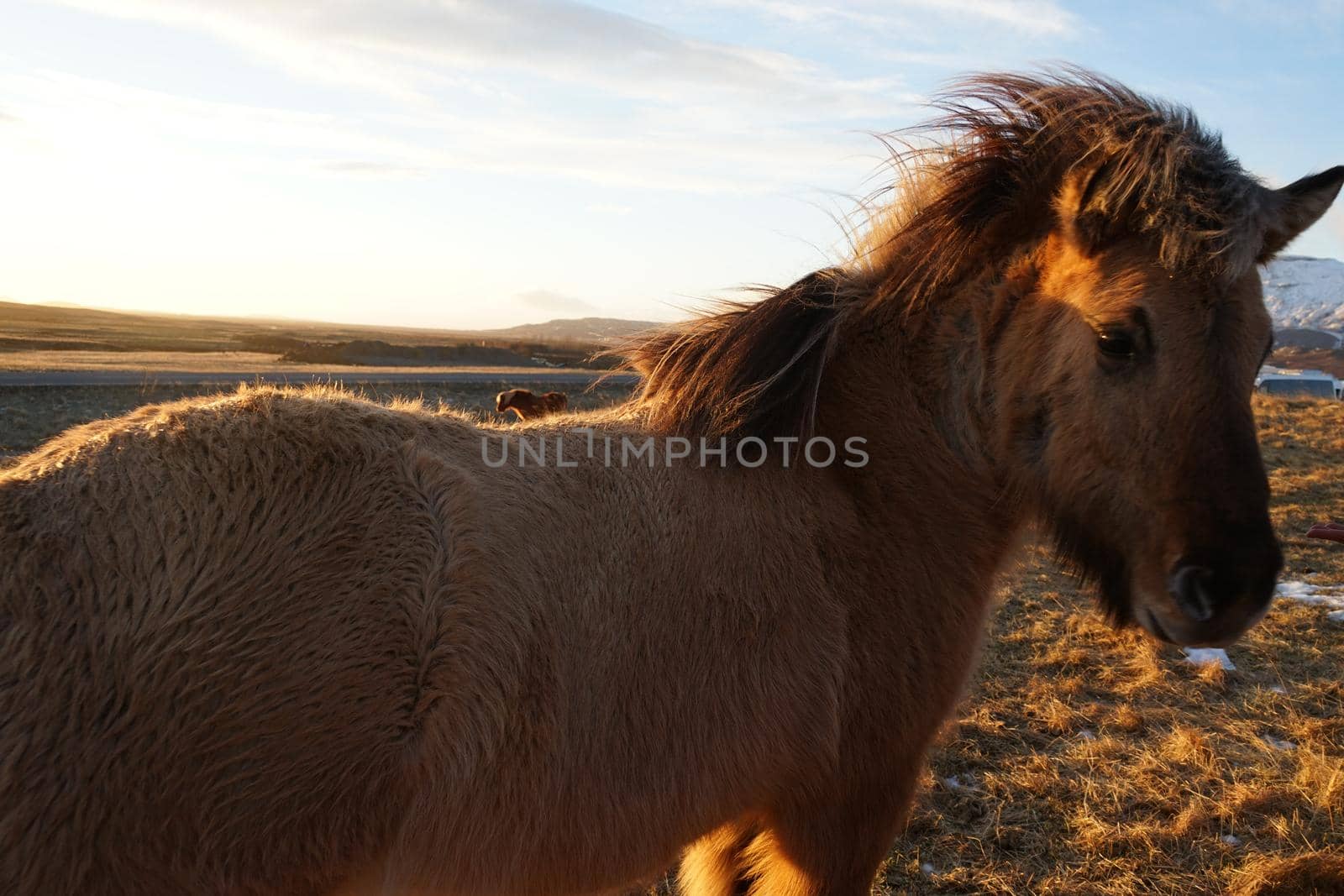 Iceland Horse (at the meadow of Iceland). Shooting Location: Iceland, Lay Cavik