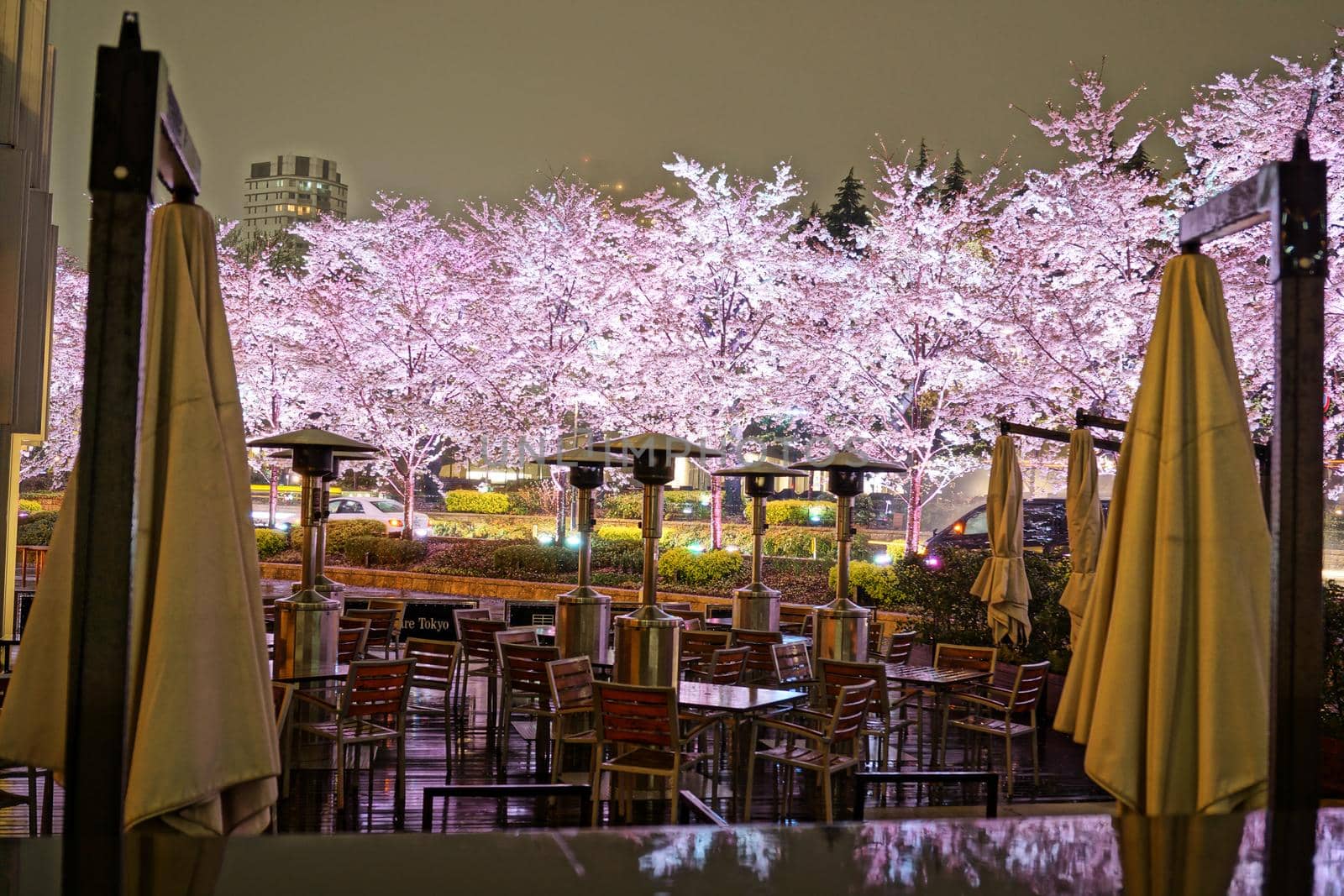 Tokyo Midtown Night Sakura. Shooting Location: Tokyo metropolitan area