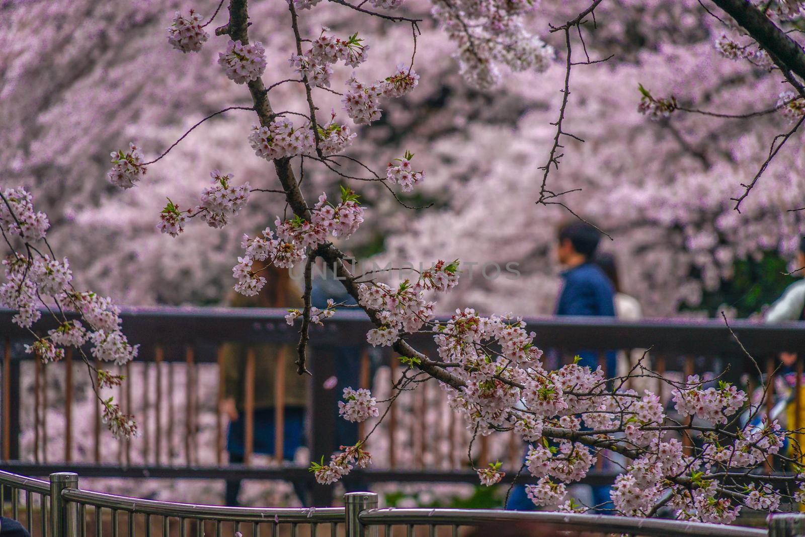 Cherry blossoms in Yoshimoji Green Area Park. Shooting Location: Tokyo metropolitan area