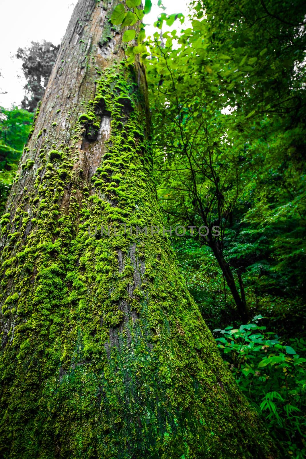 Image of the forest that is depressed (Takao Mountain). Shooting Location: Hachioji City, Tokyo