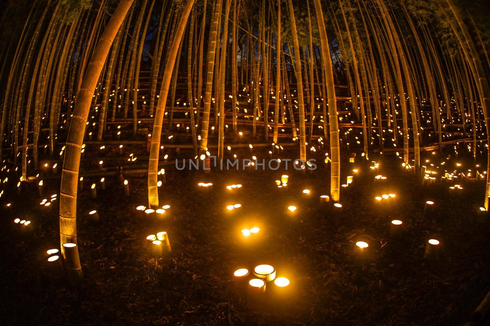 Bamboo Light Up (Koishi Castle Citizen Forest). Shooting Location: Yokohama-city kanagawa prefecture