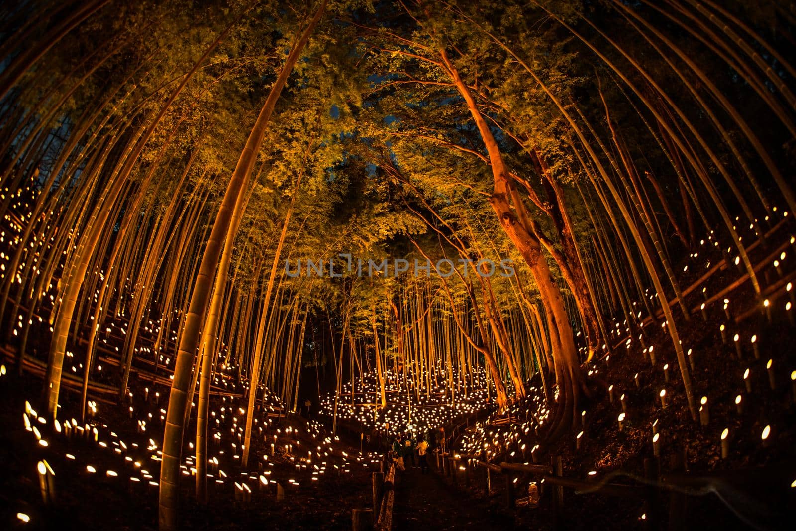 Bamboo forest small diameter light up (Kojo Castle citizens forest). Shooting Location: Yokohama-city kanagawa prefecture