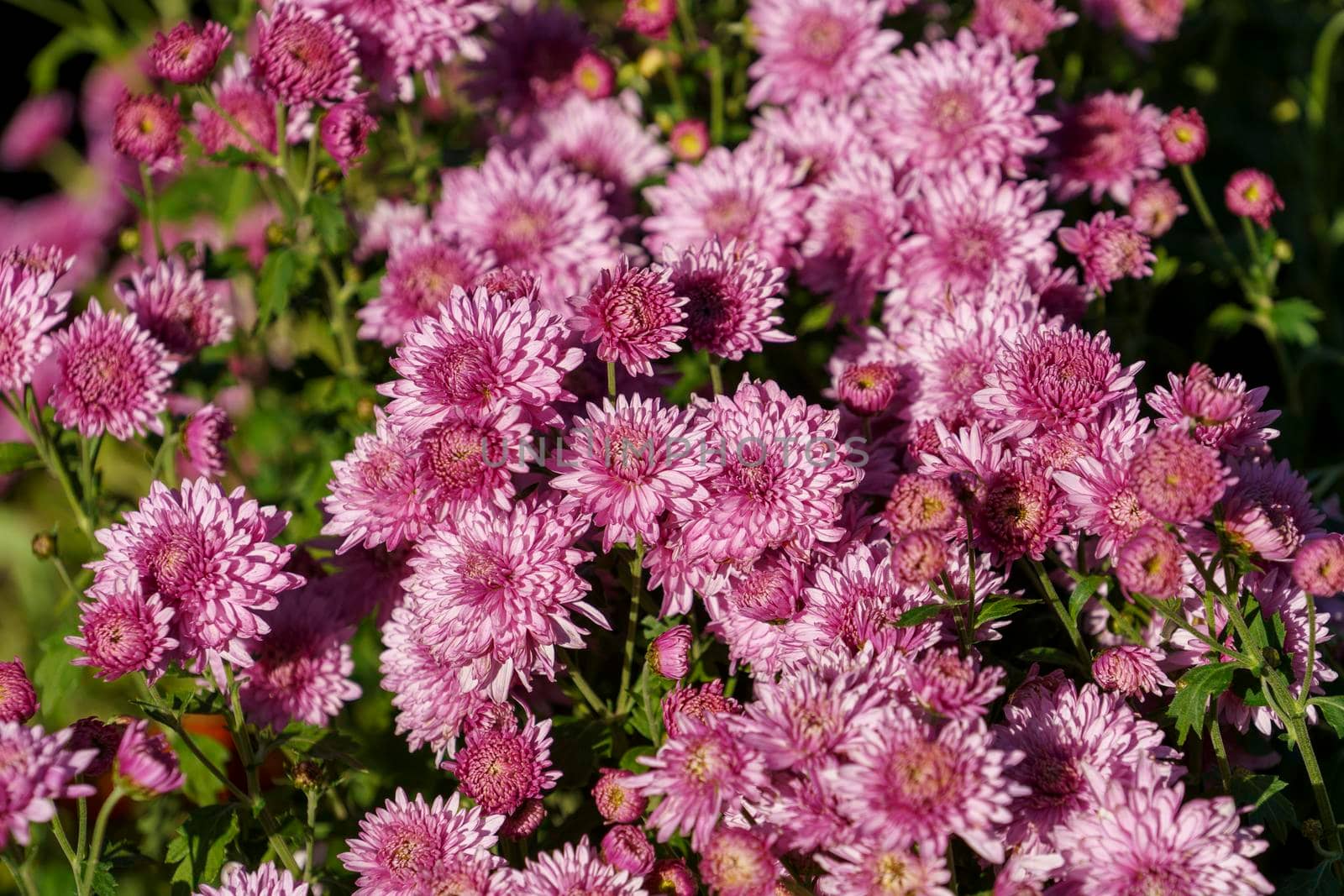 Floral background with pink chrysanthemums.