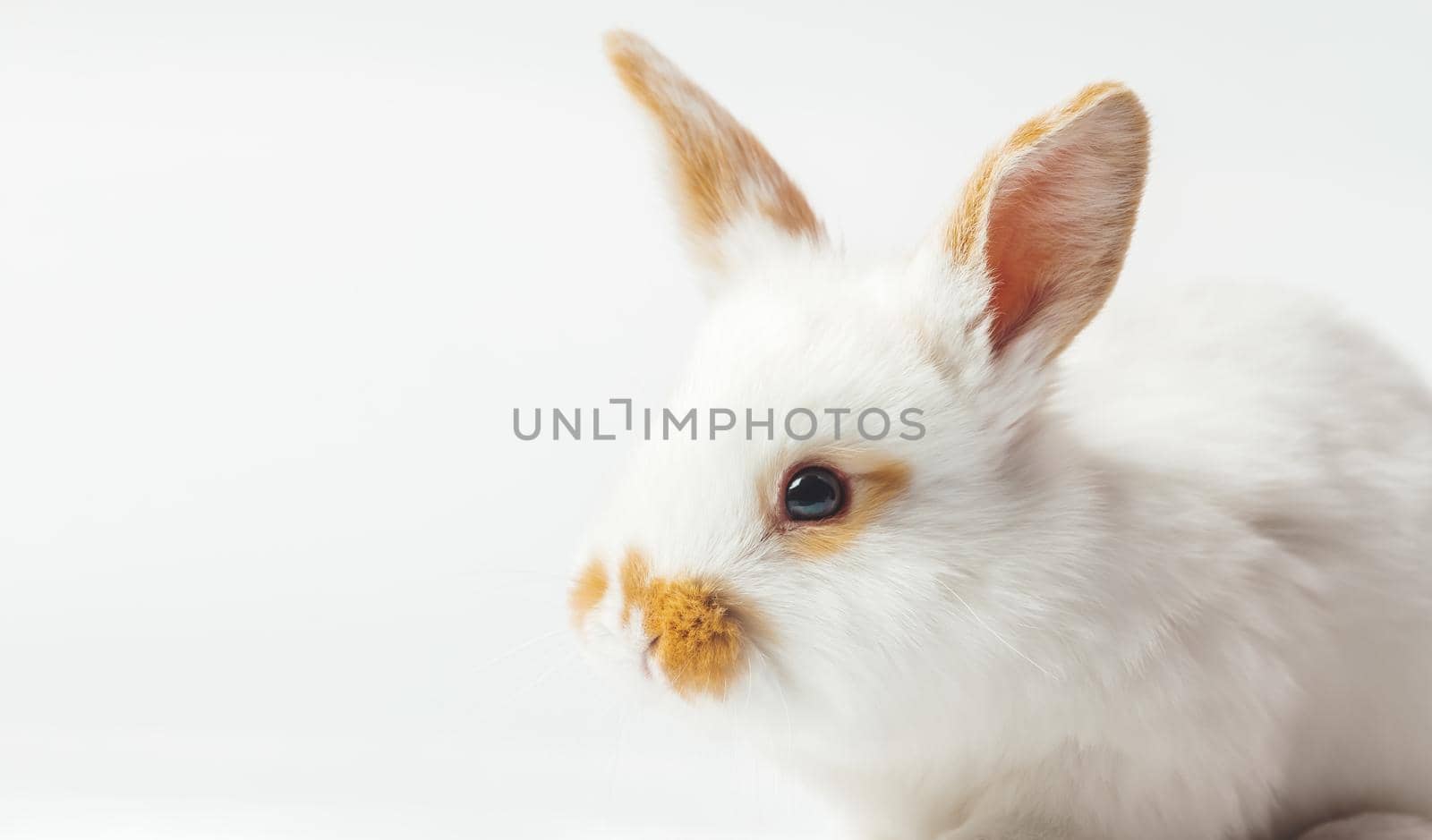 beautiful rabbit on a white background , spring period
