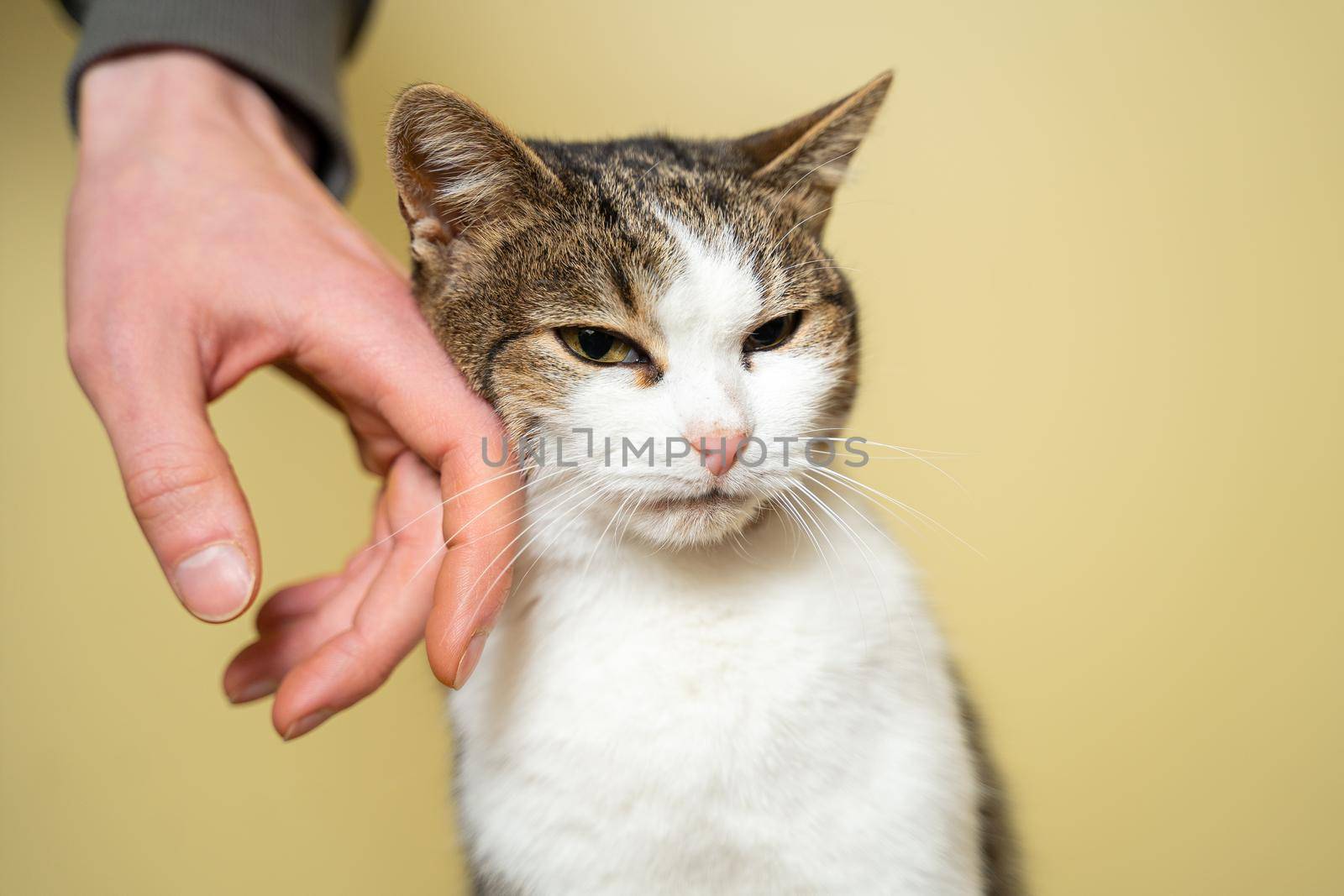 Close-up of a man hand caressing and stroking cat of three colors taken from a shelter on a yellow background. Male hand petting a cat head, love to animals concept. Person petting cat, sweet moment by Tomashevska