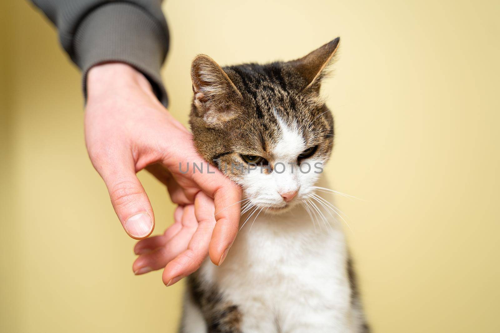 Close-up hand of a volunteer stroking a cute stray cat. The concept of charity and helping animals. Cute happy cat character hug his owner. Pet happy to play with random visitor at the animal shelter by Tomashevska