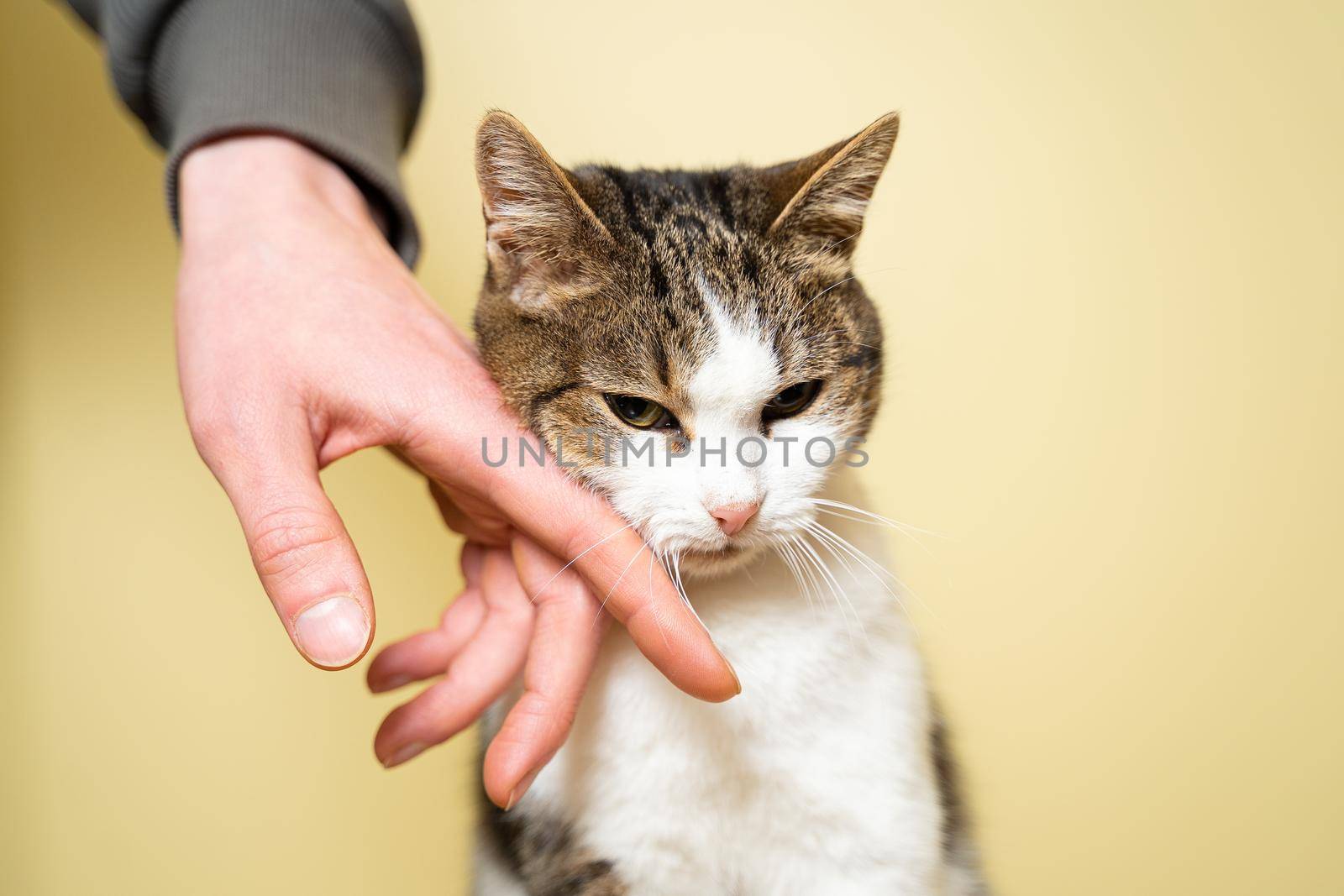 Shelter for animals concept. Caring for pets. Volunteer petting and caressing a stray cat in an animal shelter on a yellow background. Concept of volunteering. Volunteer organization for poor animals.