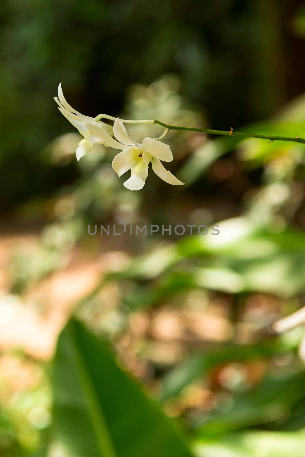 White flower in tropical Asia sun chang