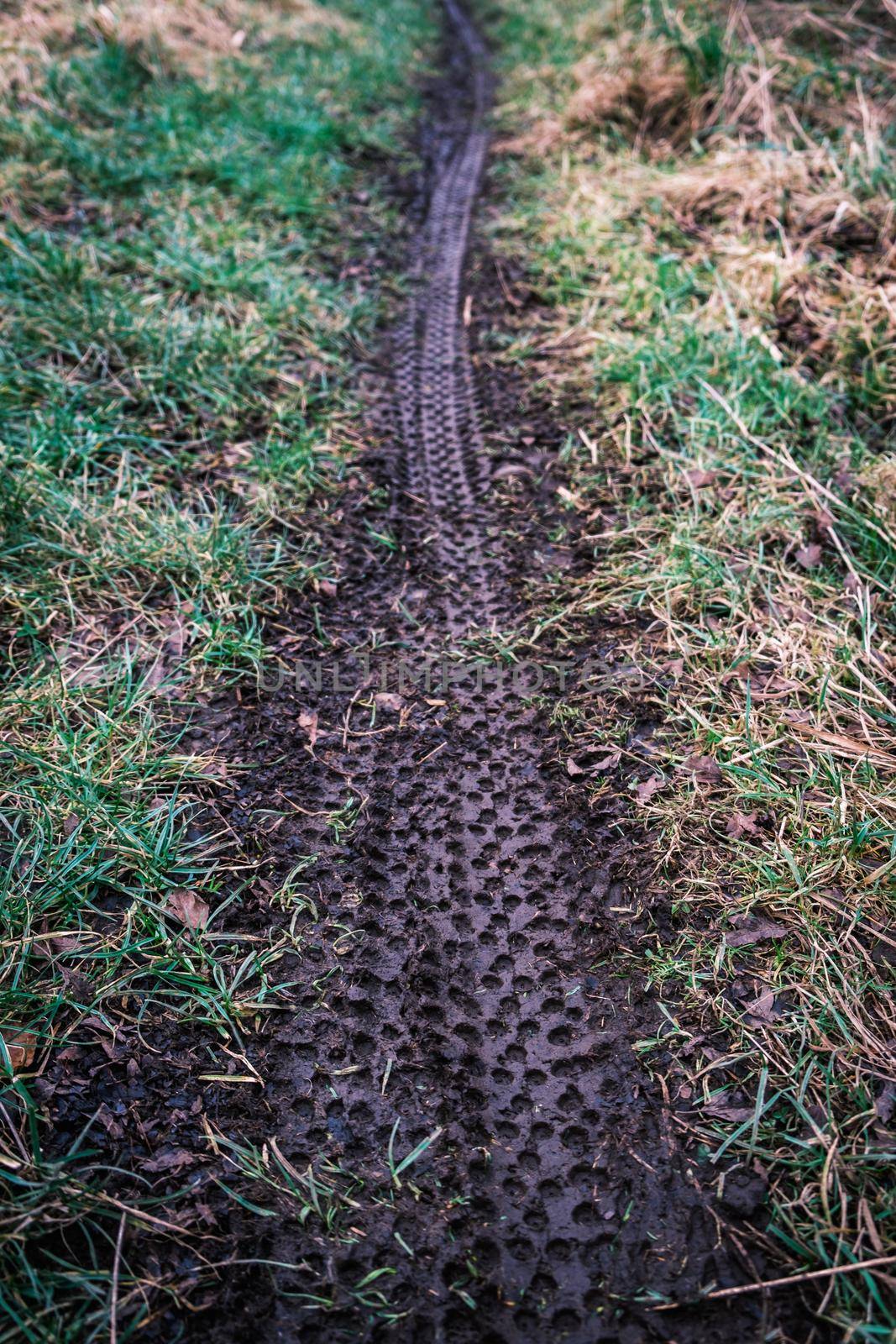 Sports Image Of Mountain Bike Tire Tracks In Wet Mud