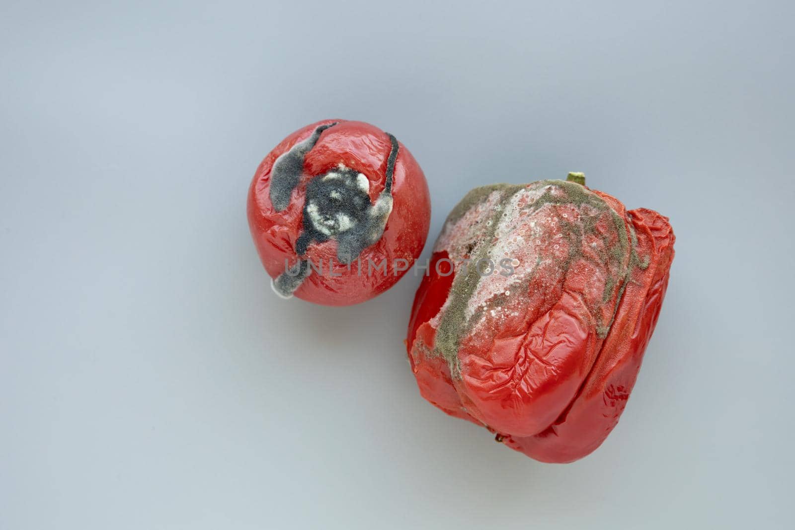 Rotten tomato and pepper with toxic dark mold, growing mildew and fungus on grey background. Expired vegetables. Wastage of Lycopersicon. Incorrect long-term storage. Food waste in supermarkets.