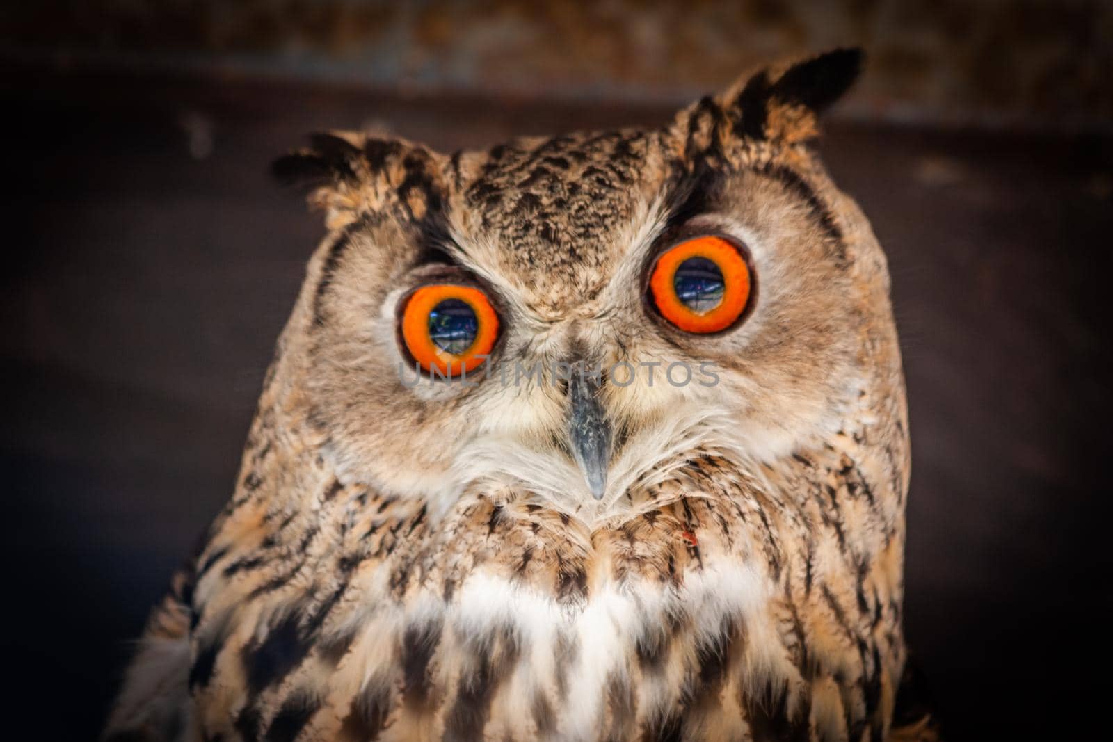 Funny owl portrait looking at camera. Wildlife bird outdoors.