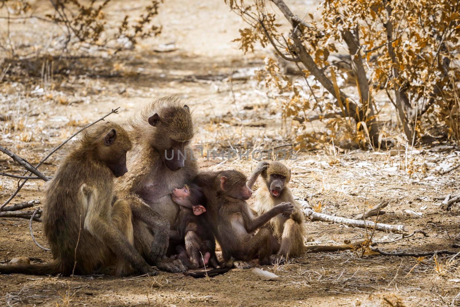 Chacma baboon in Kruger National park, South Africa by PACOCOMO