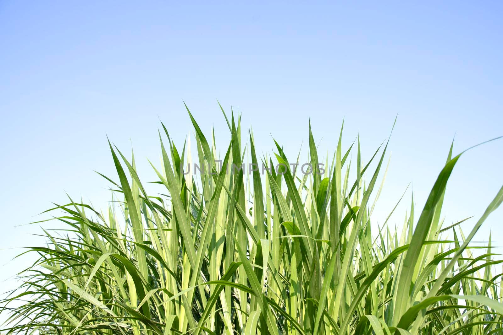 Green grass with blue sky background by drpnncpp