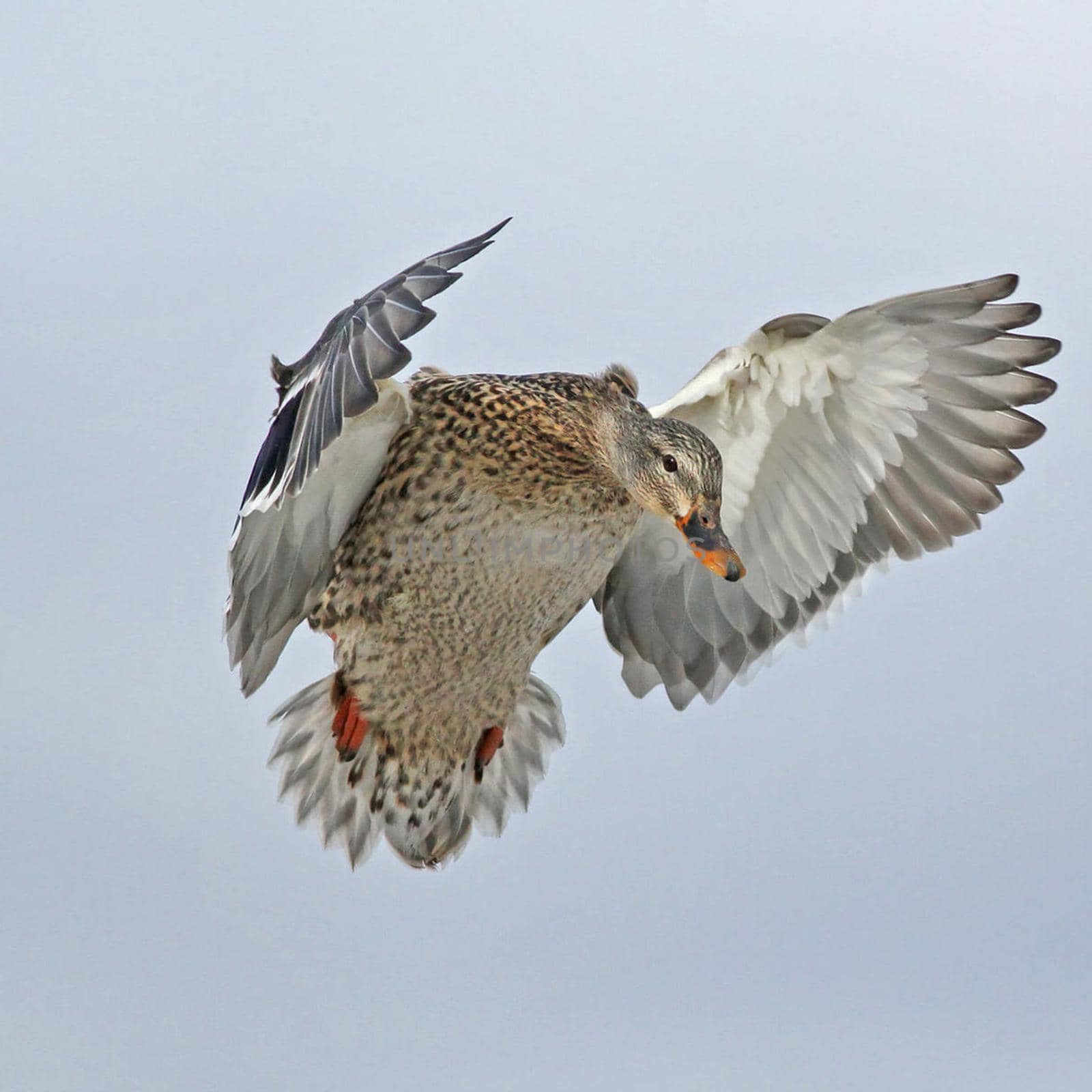 Most beautiful birds in the world picture by TravelSync27