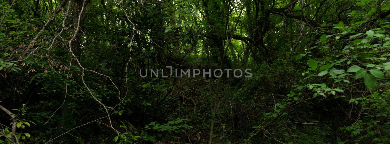 Green thickets in a park in Lazarevsky in Russia in the south. Grass, trees, ivy