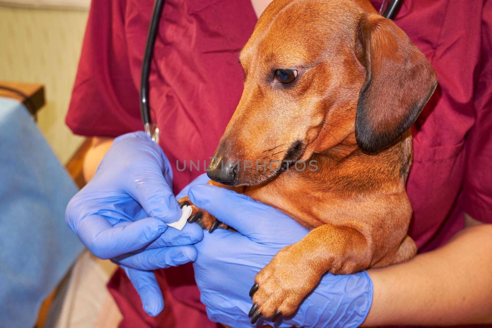 Brown smooth-haired dachshund at the reception in a veterinary clinic