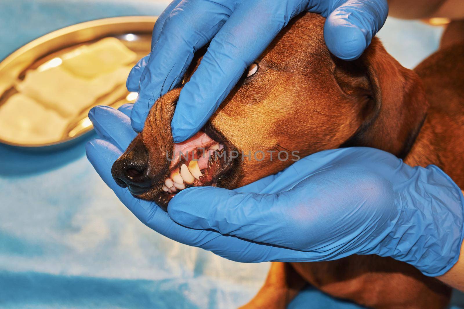 Examination of a dog's teeth at a veterinary clinic close up