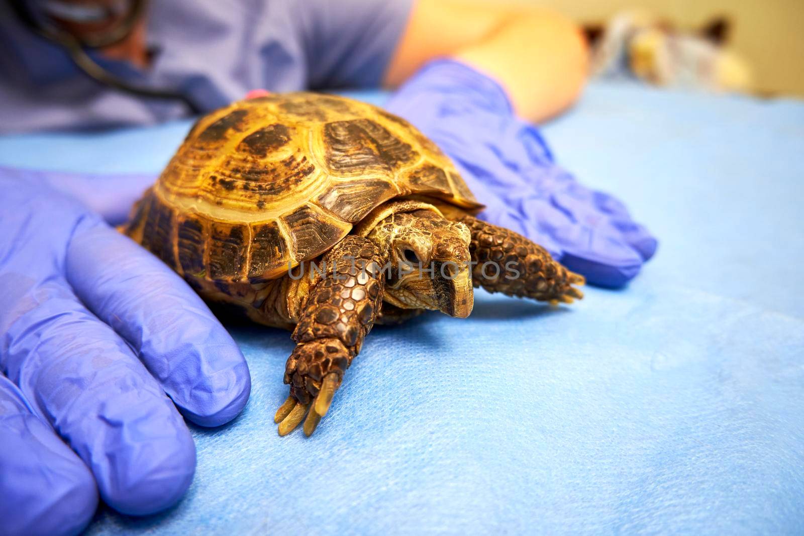 Land turtle and veterinarian's gloved hands close-up. Inspection of an exotic animal in the clinic