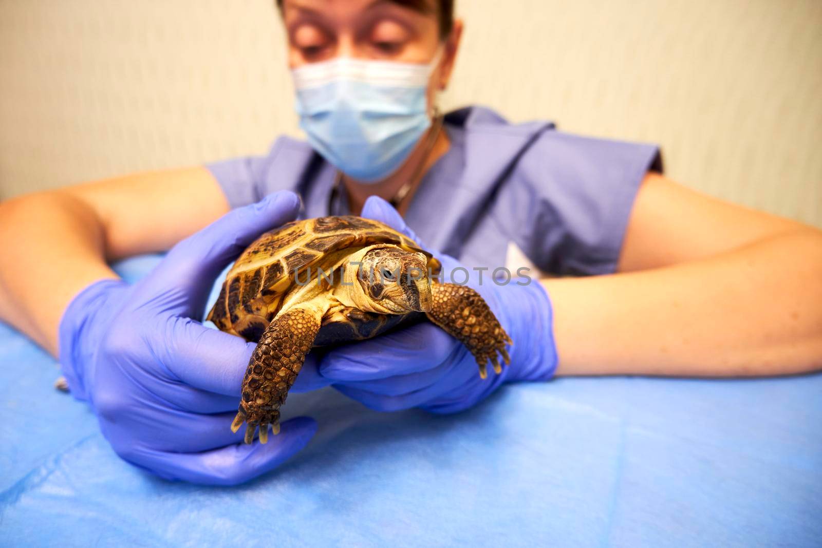 Turtle in the hands of the veterinarian. Inspection of the turtle at the veterinary clinic