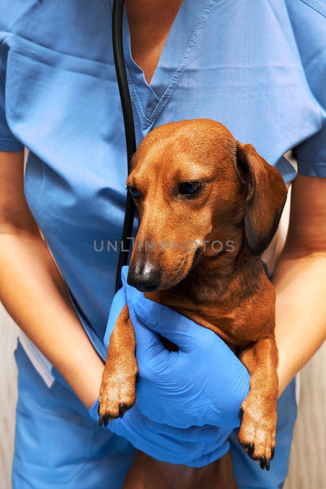 Smooth-haired mini dachshund in the hands of the veterinarian