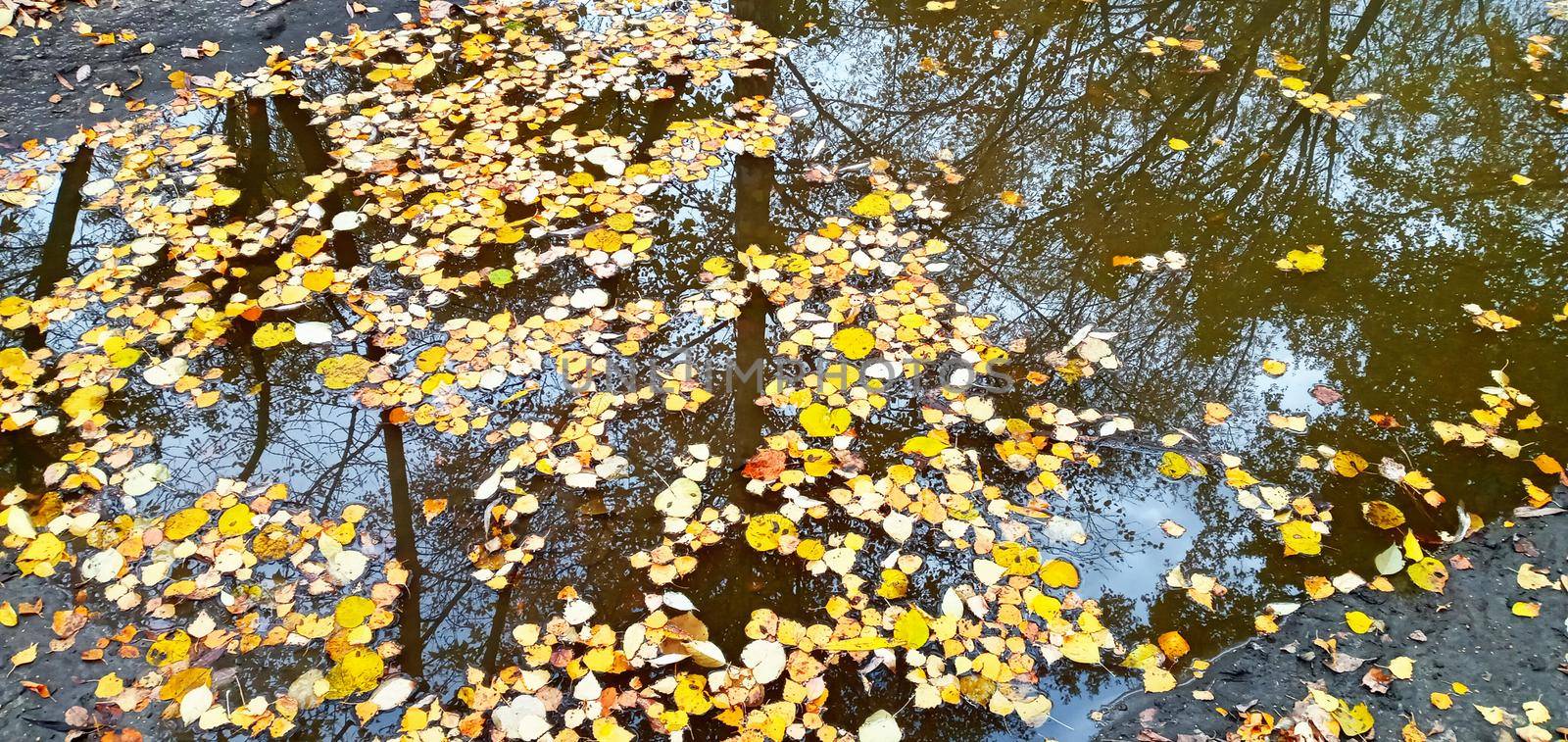 Beautiful autumn bright atmosphere image. vivid autumn leaves on water backdrop. by Rina_Dozornaya