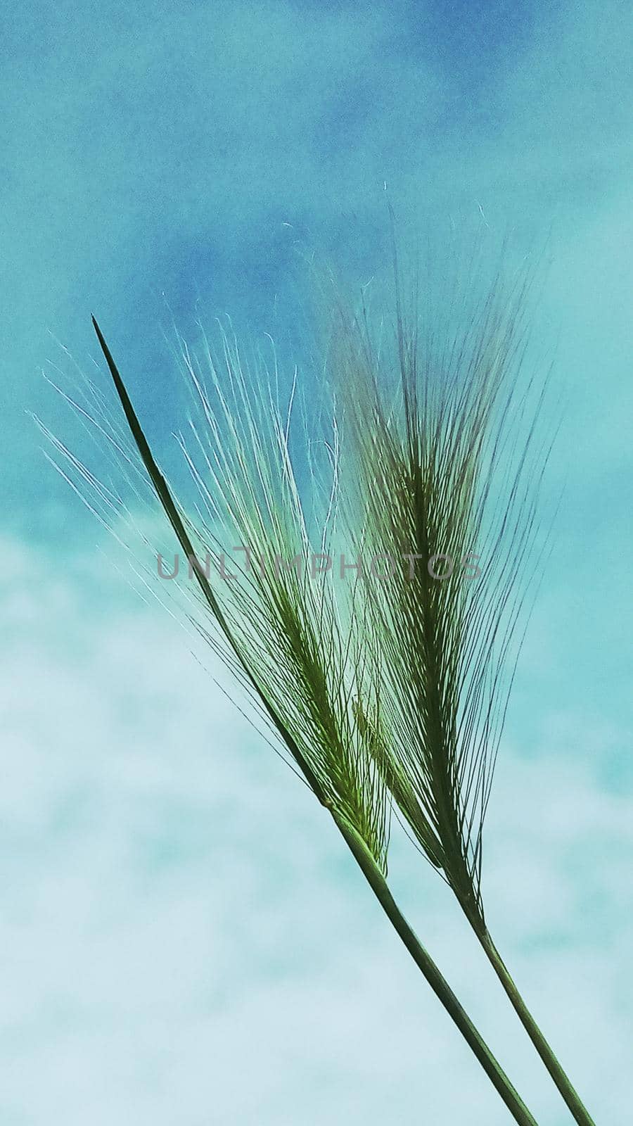 Steppe grass grass on the background of blue sky and white clouds.