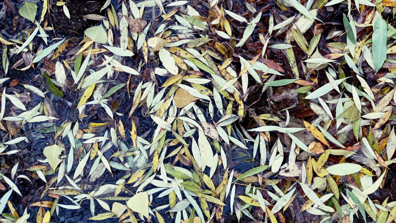 Fallen willow leaves on the surface of a pond. Delicate natural background.Yellow leaves on the water. Autumn leaves in a puddle.