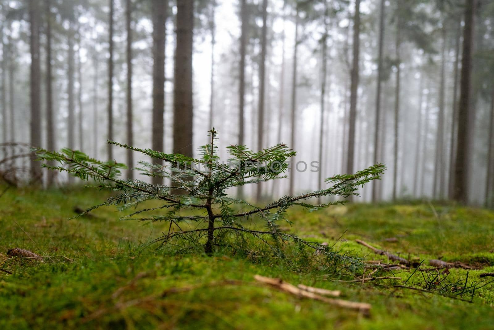 A new generation of a tree grows on the mossy forest floor.