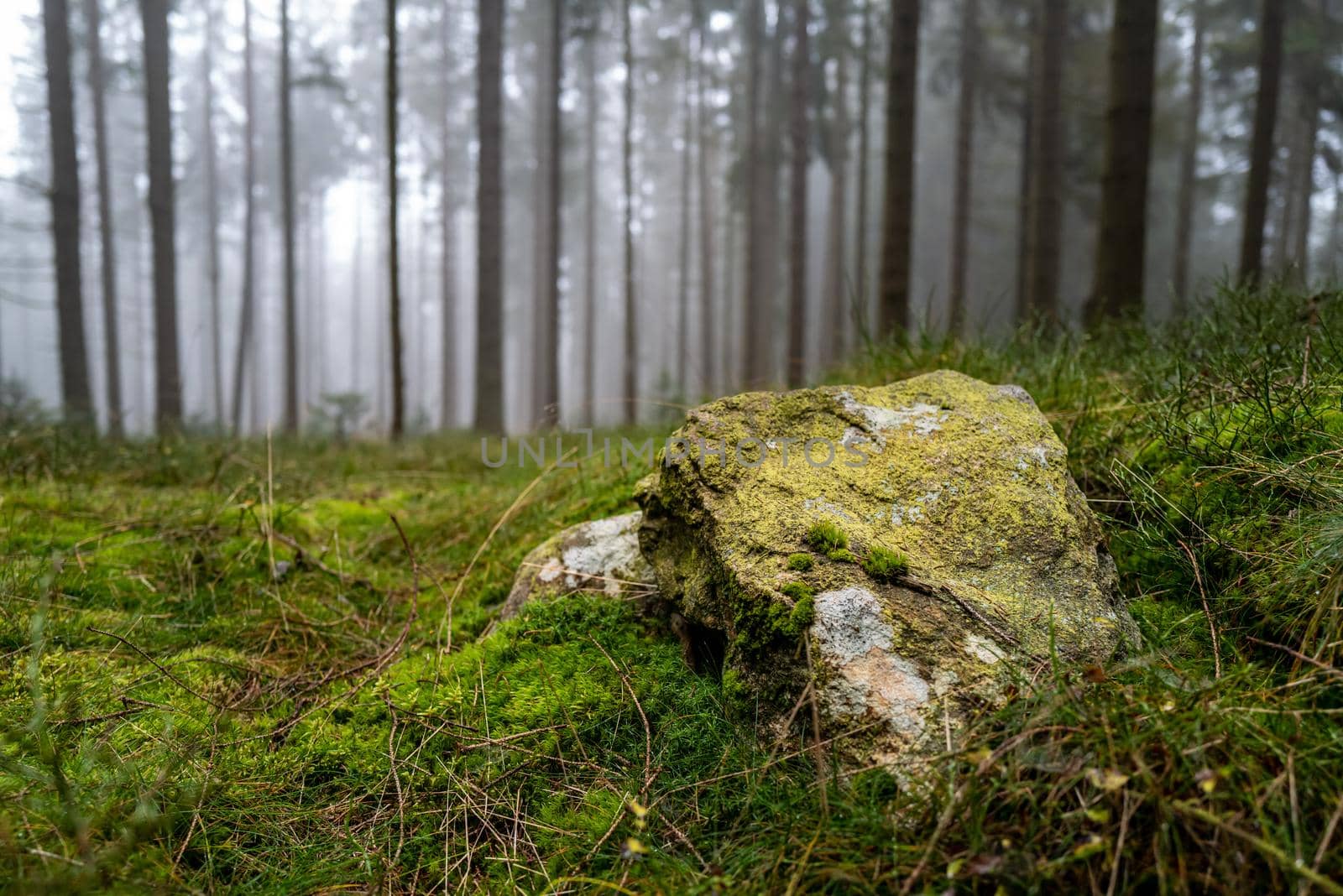 A moss-covered boulder in a lush green and misty forest.