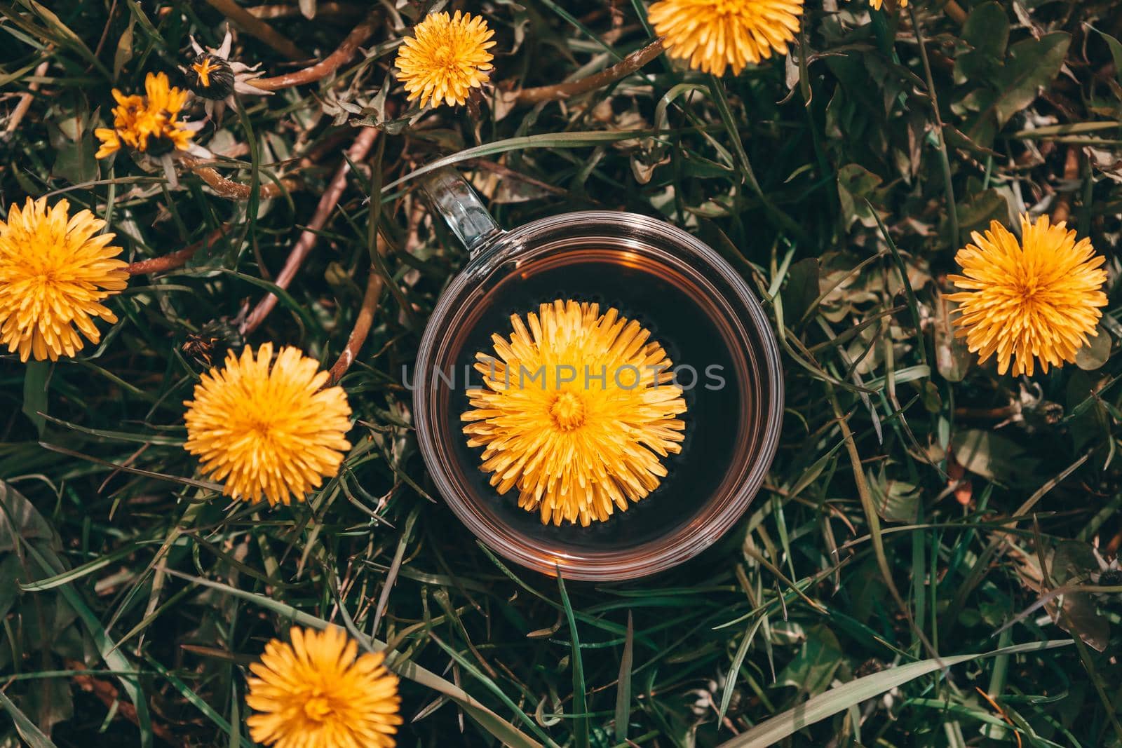 Cup of Dandelion tea and fresh yellow flowers on meadow in vintage style. Herbal medicine. Vitamin drink. Natural beverage for health.Atmospheric spring composition for book cover.