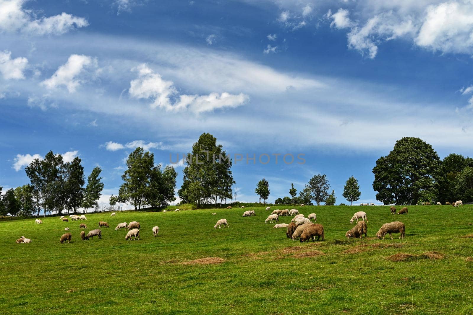 Herd of sheep on a green field with blue sky and sun.