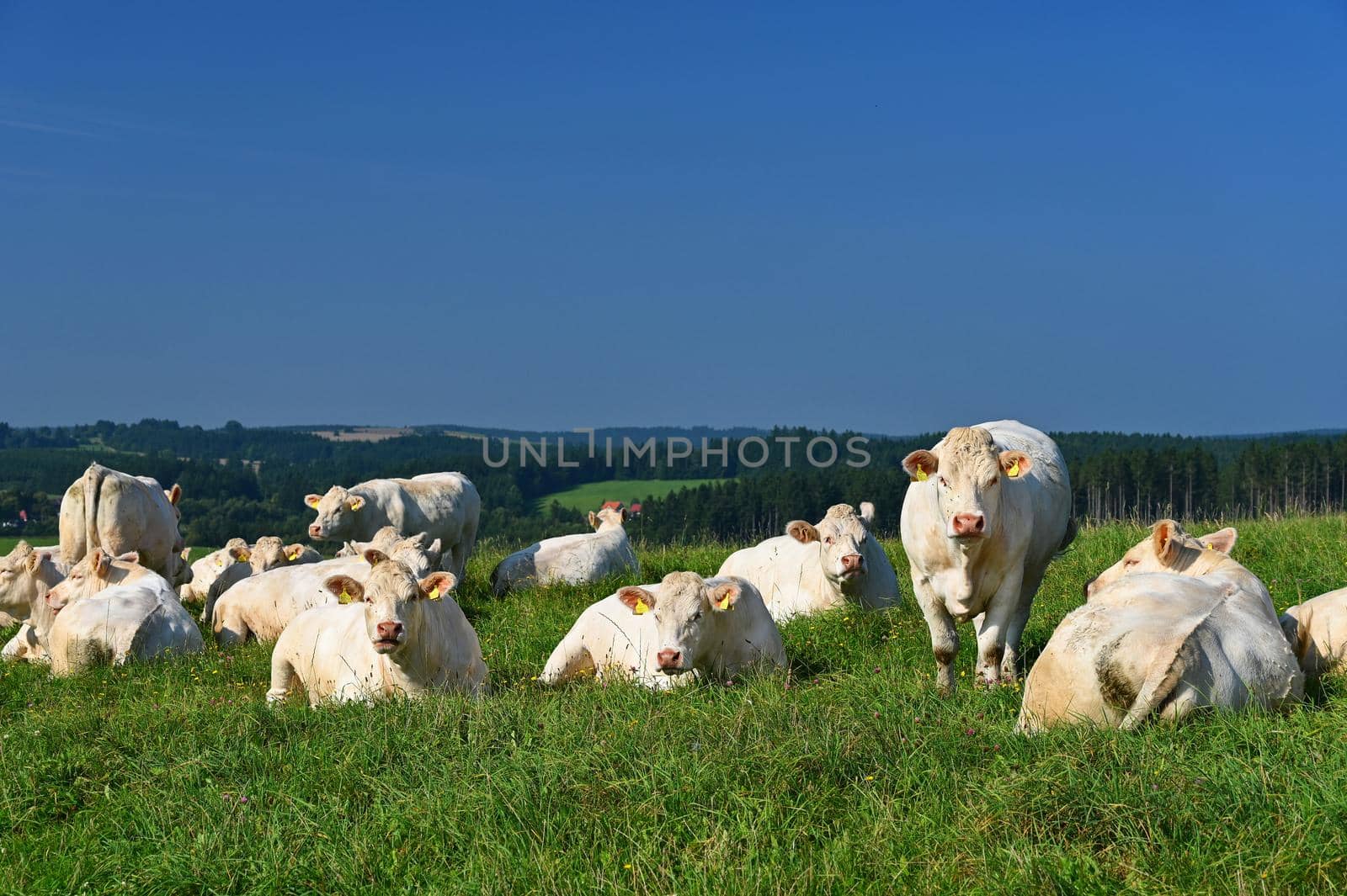 Herd of cows on a green field with blue sky and sun. Colorful nature background with animals.