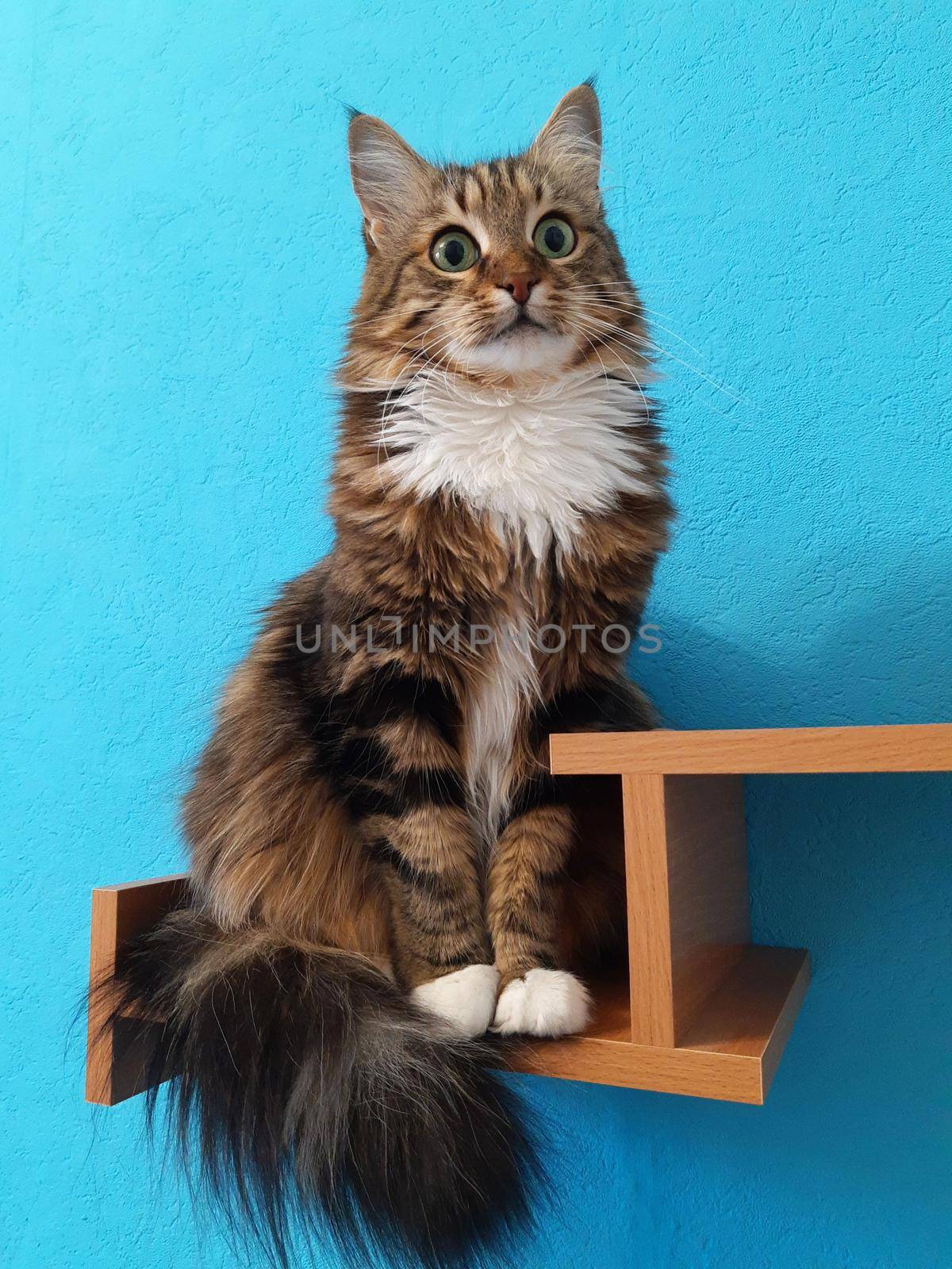 A beautiful cat with green eyes sits on a bookshelf and looks ahead on a turquoise background.