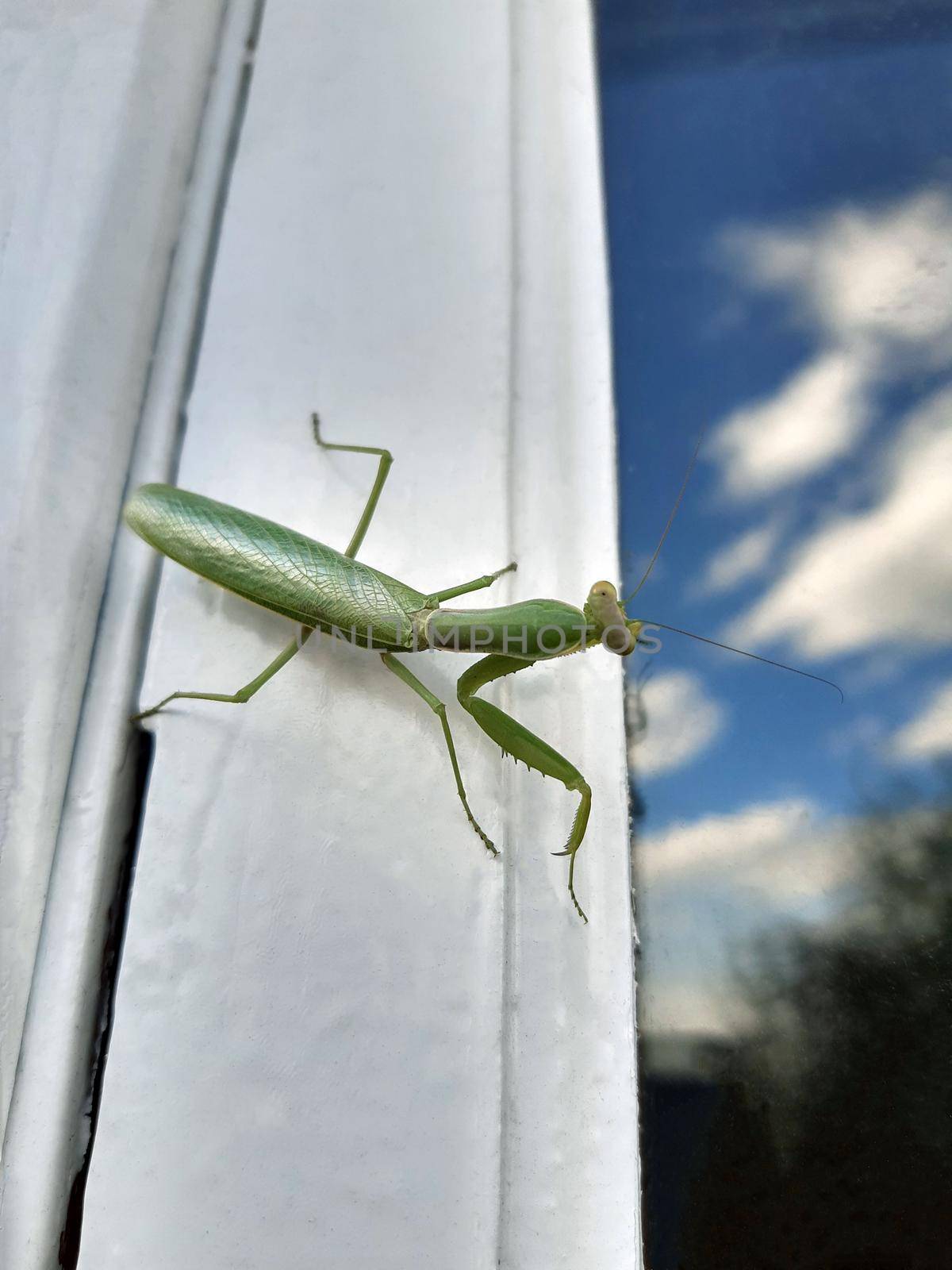 Common praying mantis or religious praying mantis on a white window.