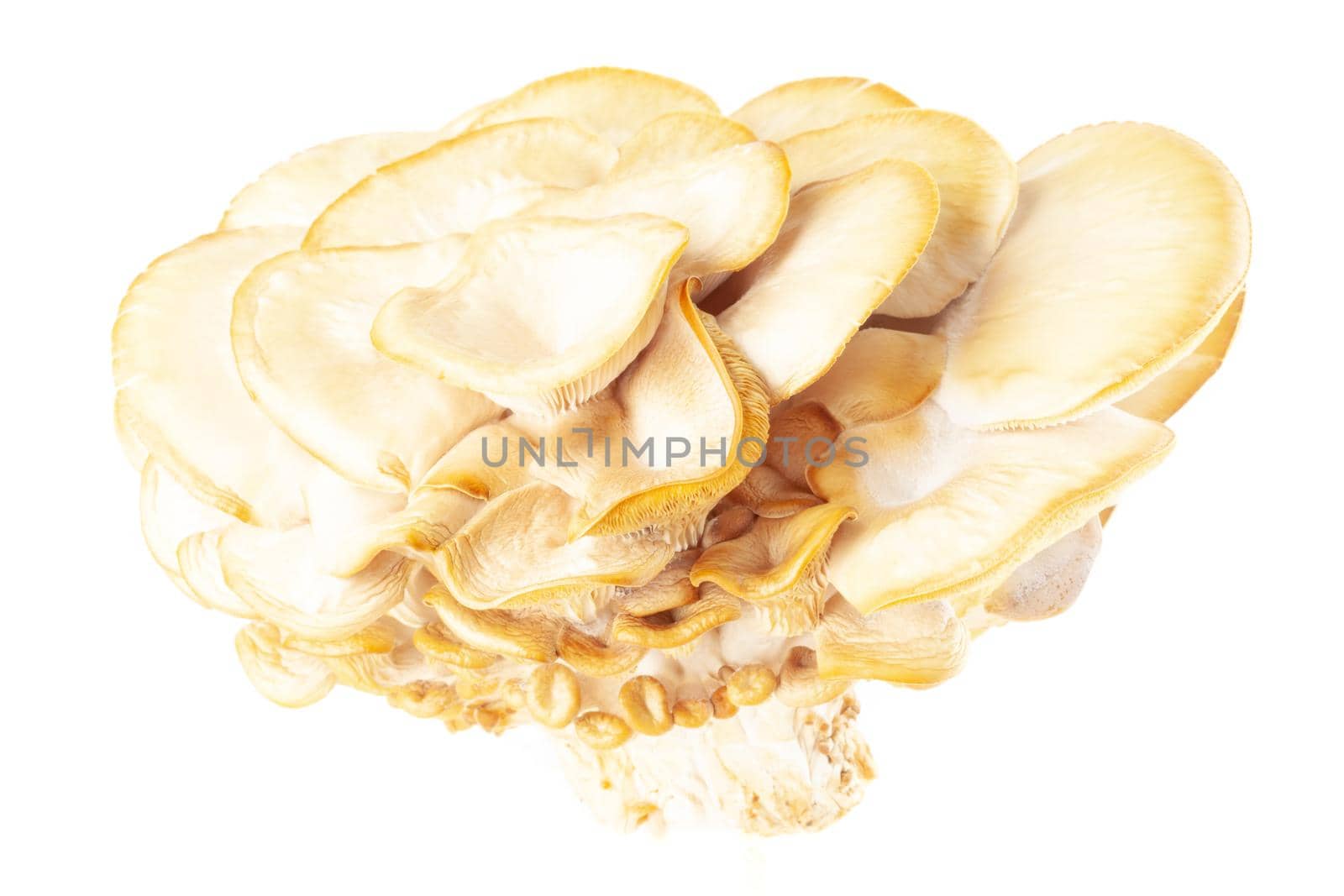 oyster mushroom close up isolated on white background.