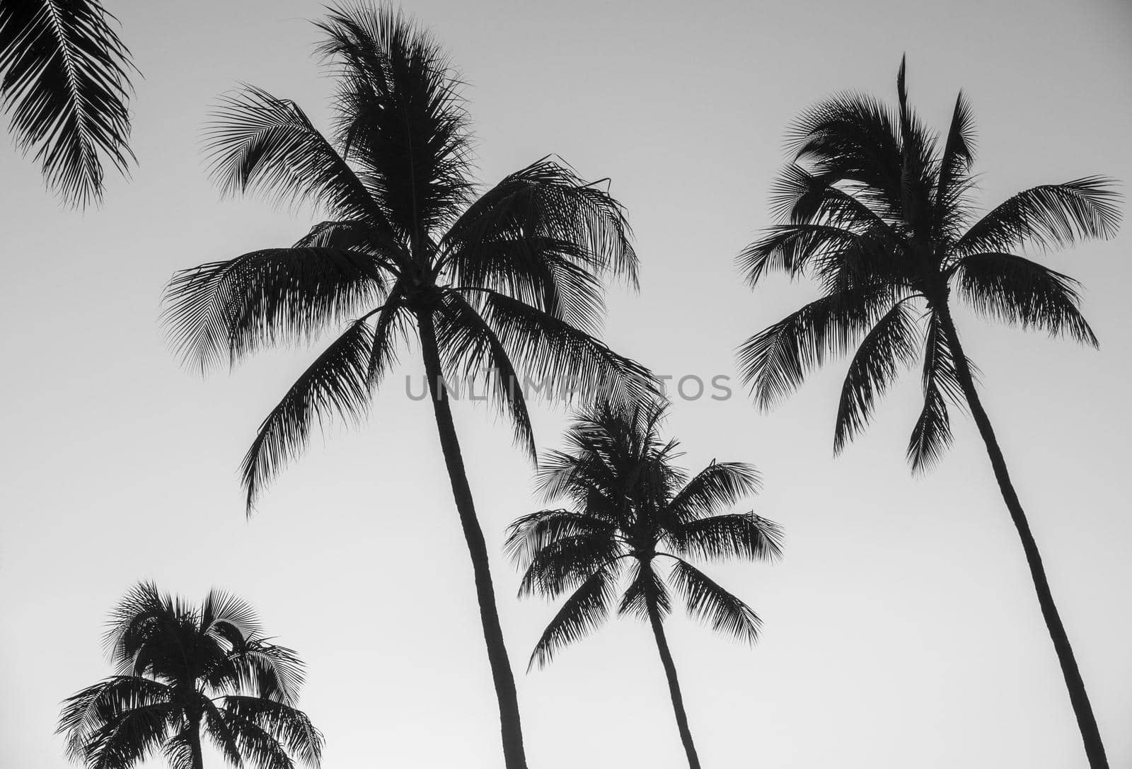 Monochrome Hawaii Palm Trees by mrdoomits