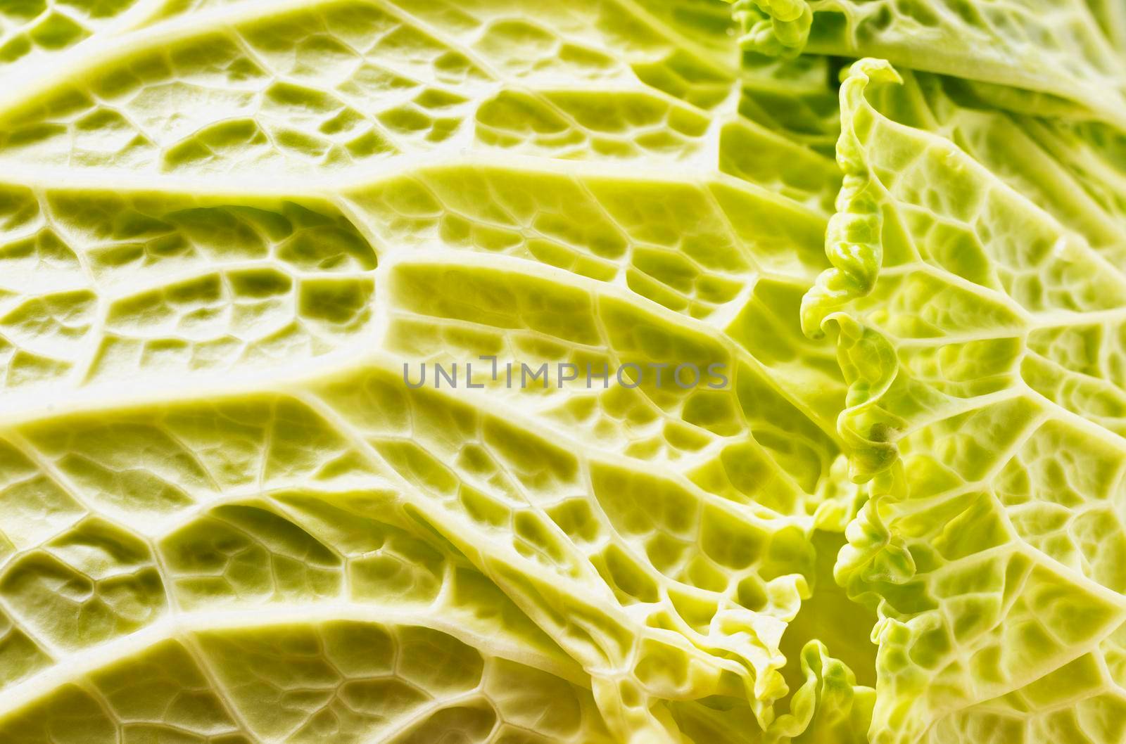 Detail of green savoy cabbage leaf , winter vegetable 