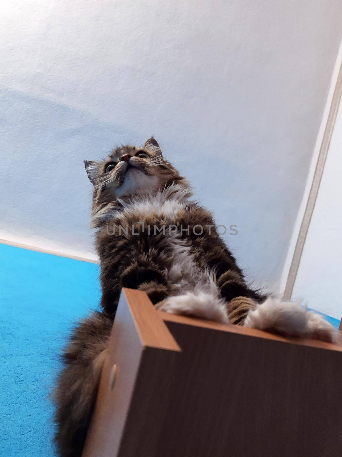 A beautiful cat sits on a bookshelf and looks ahead on a white and turquoise background.