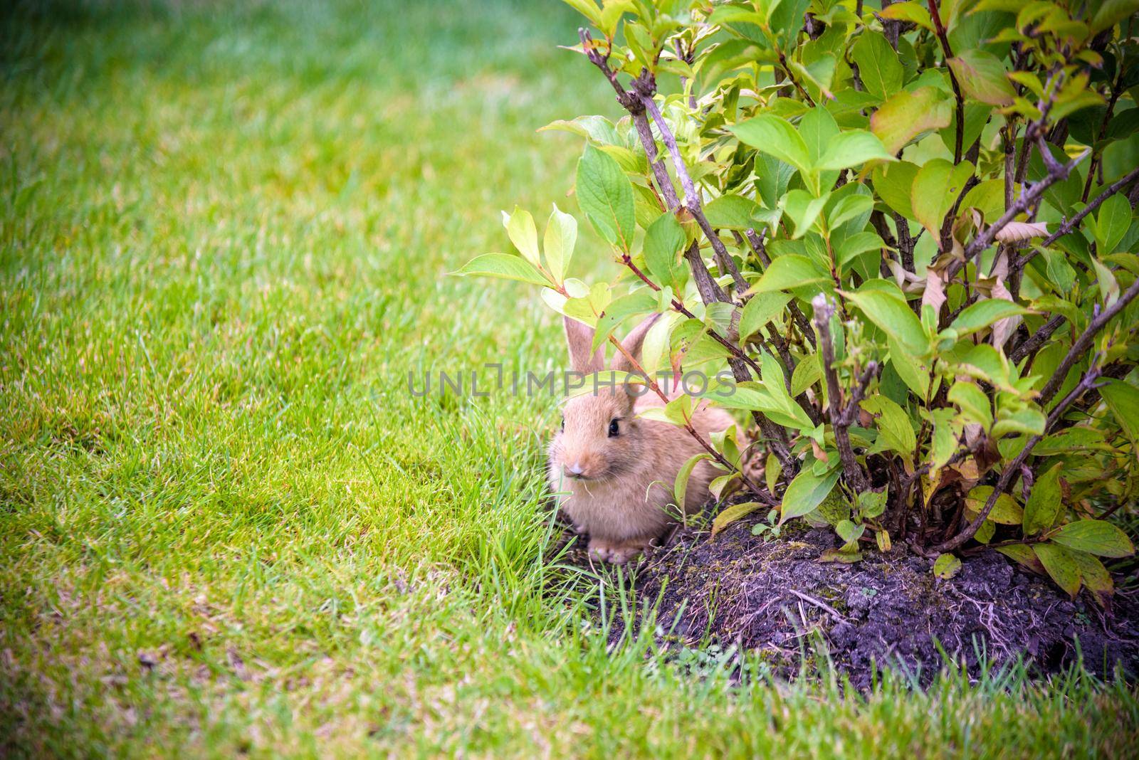 cute grey rabbit hiding under the green bushes in the park near the grass field under the sun.