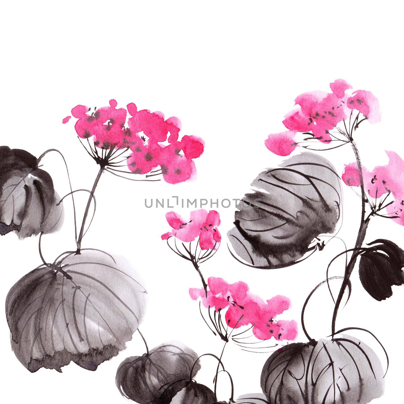 Watercolor geranium flower by Olatarakanova