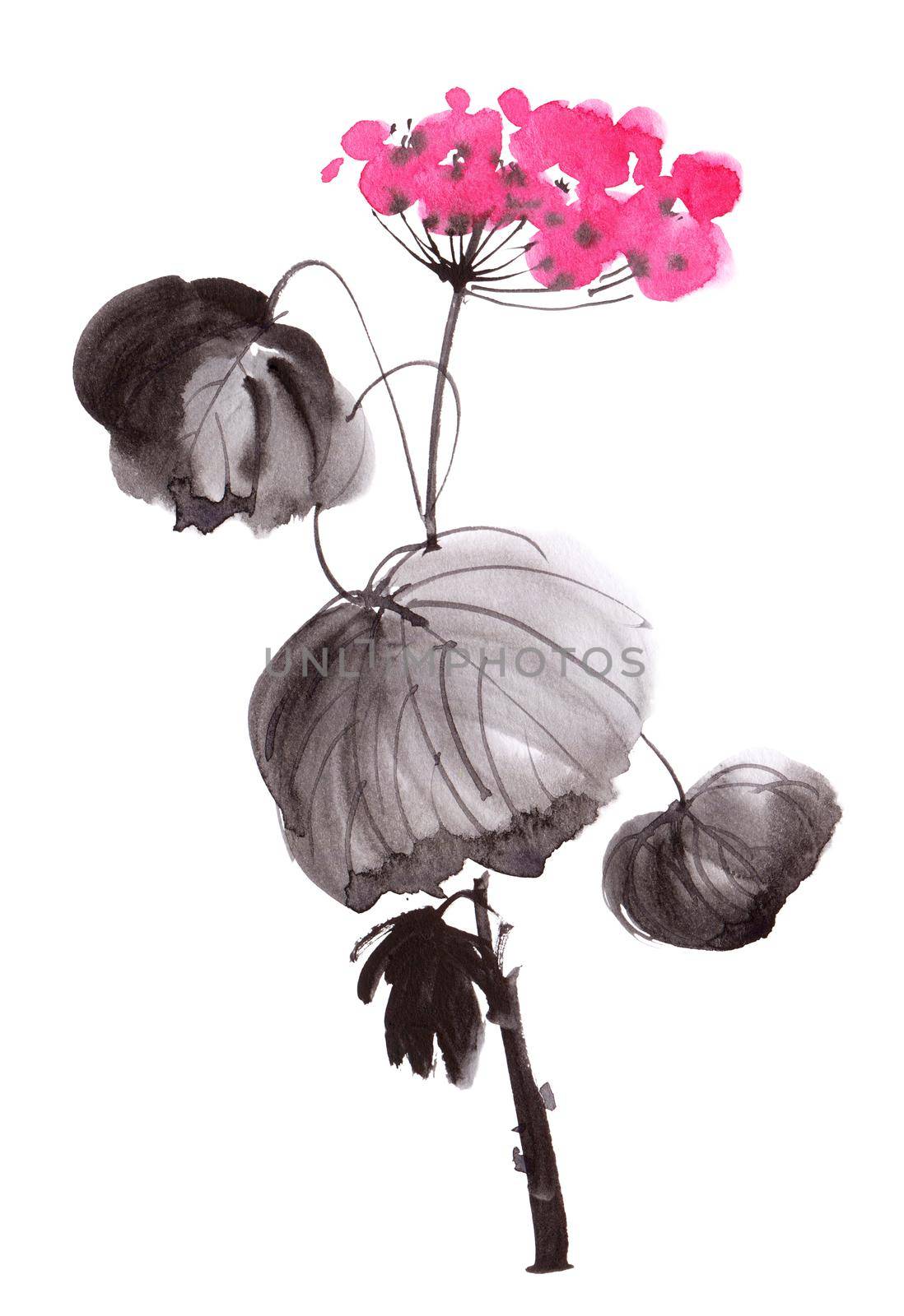 Watercolor geranium flower by Olatarakanova