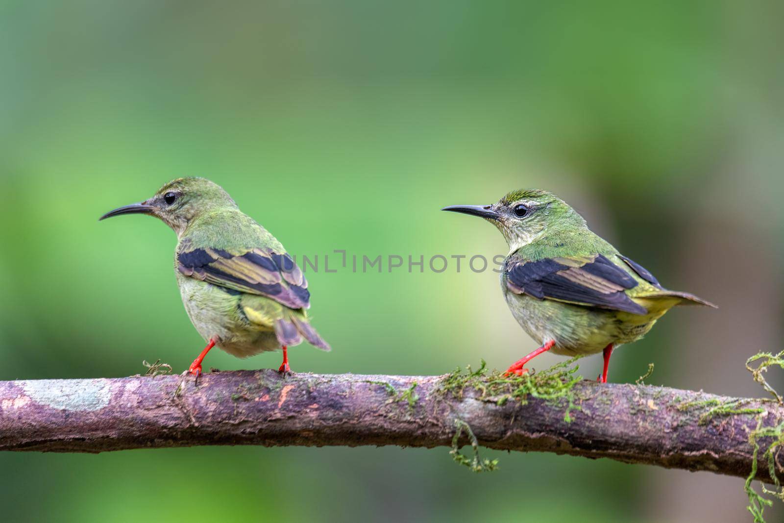 Red-legged honeycreeper female, La Fortuna, Costa Rica by artush