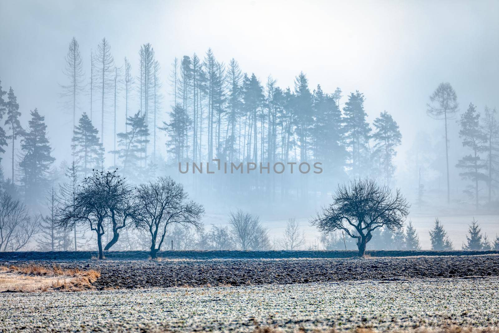 Winter foggy and misty sunrise landscape by artush