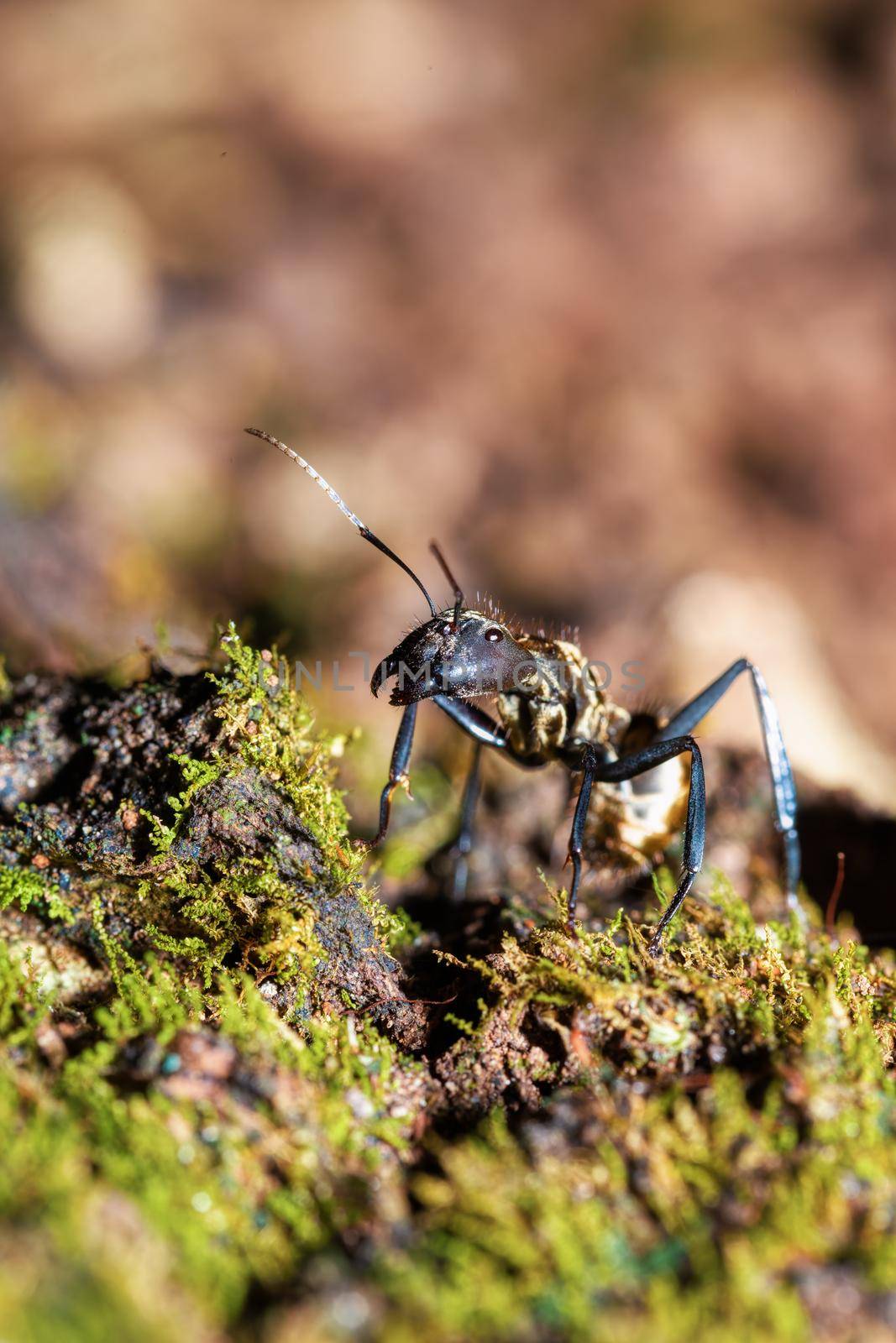 Big, angry and danger Ant in rainforest, Camponotus sericeiventris, Curu Wildlife Reserve, Costa Rica wildlife