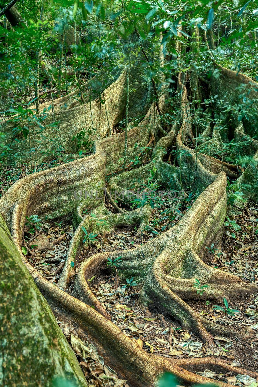 Fig Tree roots in Rincon de la Vieja, Province, Costa Rica by artush