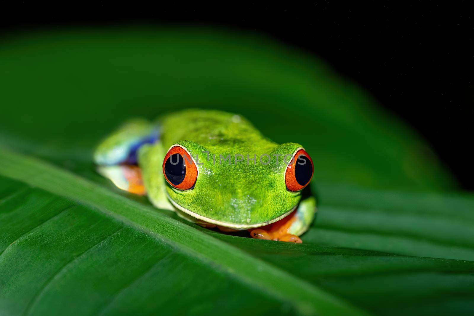 Red-eyed tree frog, Agalychnis callidryas, La Fortuna, Costa Rica wildlife by artush