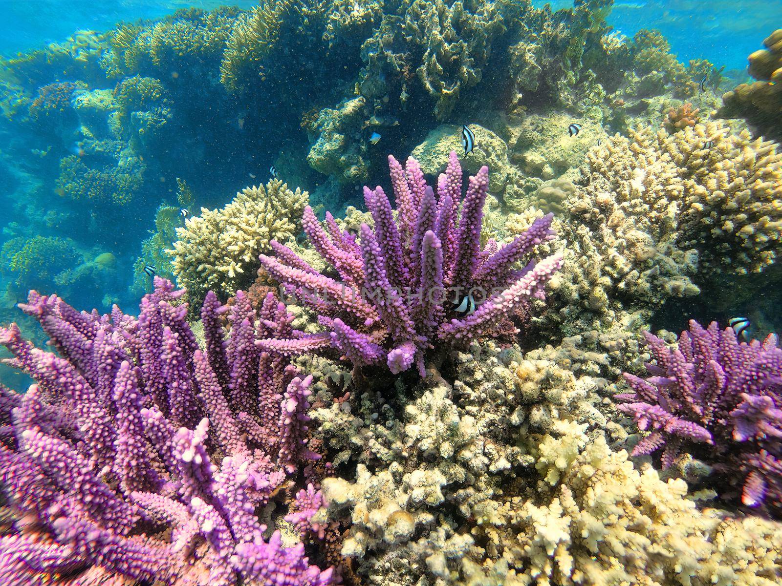 Coral on reef in red sea, Marsa Alam, Egypt by artush
