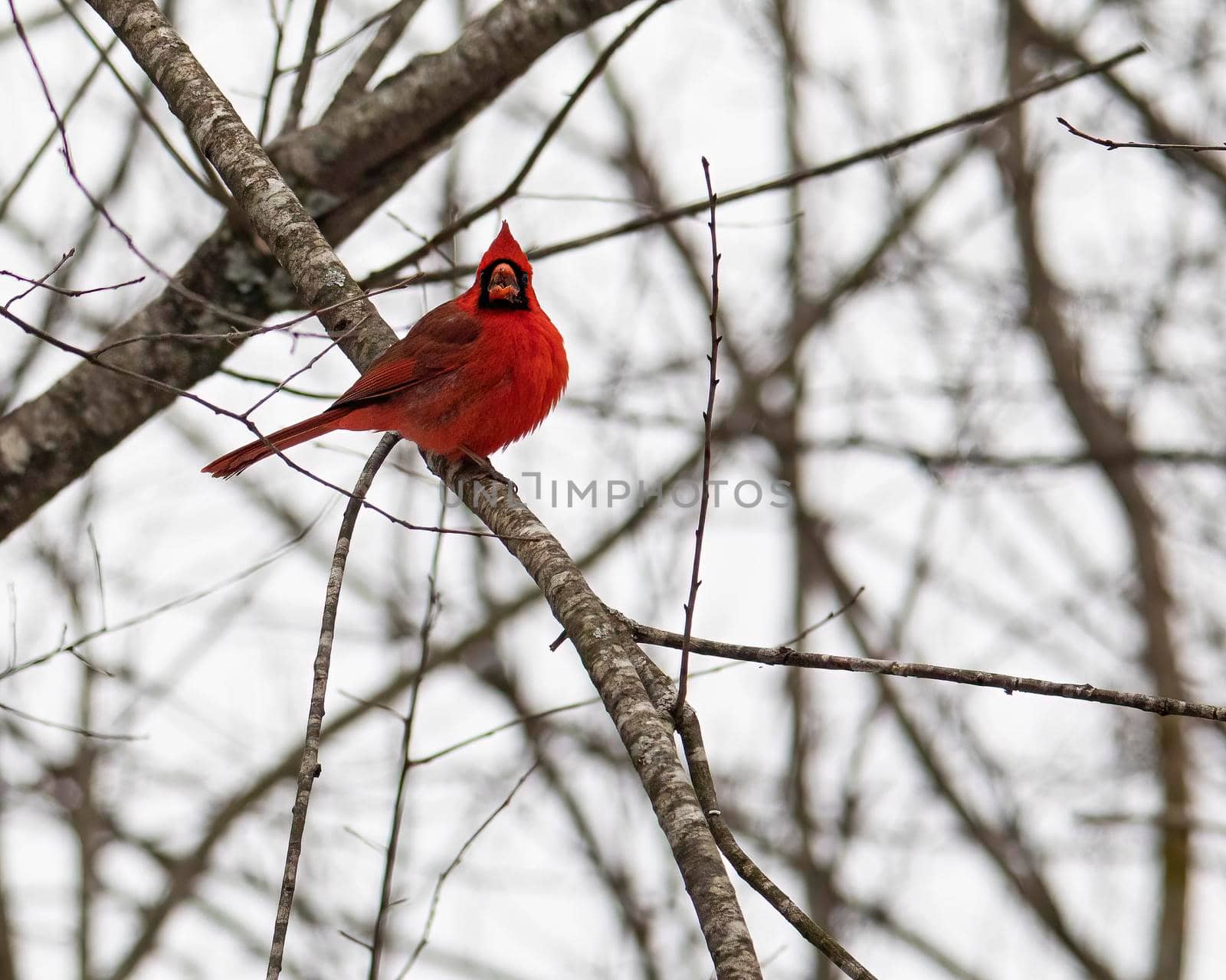 Male cardinal bird perched on a tree limb looking at camera.