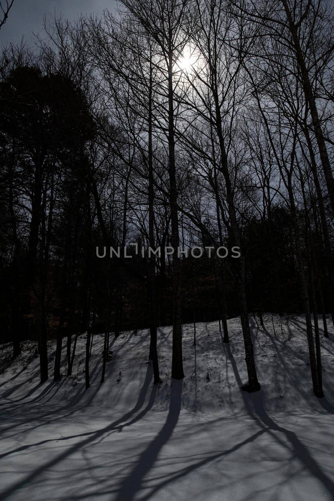 Shadows from the first full moon of 2022 (Wolf Moon) from trees cast on fresh snow.
