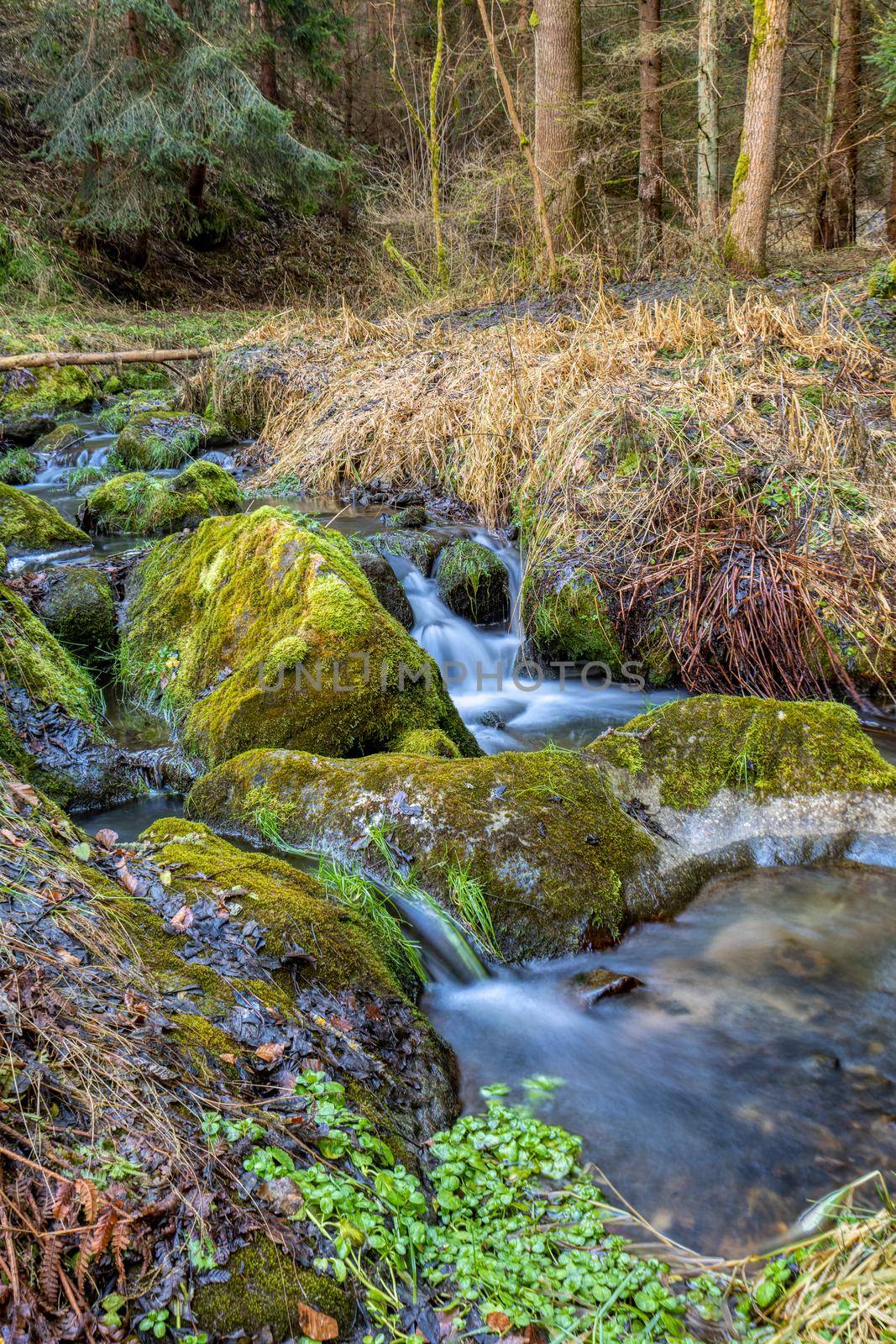 Small forest creek in a woodland by artush